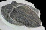 Bargain, Zlichovaspis Trilobite - Atchana, Morocco #100676-3